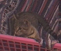 Spielender Kater, August 2001