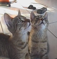 Aufmerksamer Blick zum Schn&uuml;rchen