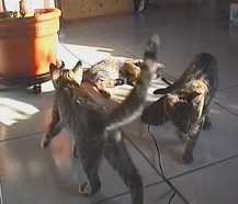 drei kleine Raufbolde