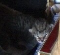 Katzenbabys - 23.4.01