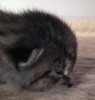 Katzenbaby - Mitte zweiter Lebenswoche