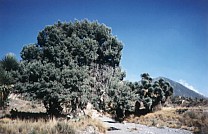 Yucca und Thuja am Cerro