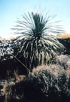 Yucca am Wegesrand