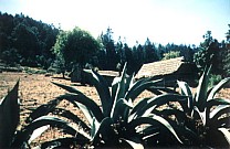 "Bergbauer"