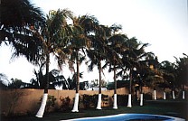 Pool im Hotel von Chachalacas