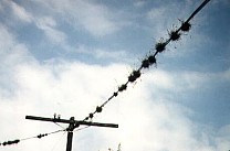 Tillandsien am Telephondraht
