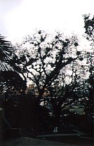Tillandsien an einem Baum am Zocalo