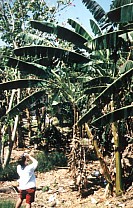 Anke und die Bananenbl&uuml;te