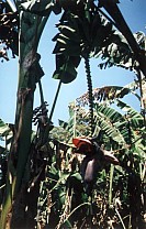 Bananenbl&uuml;te