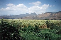 Zuckerrohrfeld erntereif