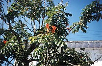 Bl&uuml;hendes in Tlacotalpan