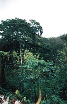 Papaya