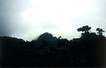 Regenwald auf der Fahrt 4