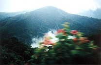 Regenwald auf der Fahrt 5