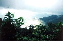 Regenwald auf der Fahrt 8
