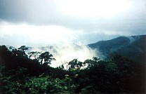 Regenwald auf der Fahrt 9