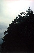 Regenwald  11 bei den Kindern