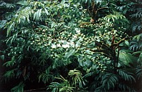 Regenwald 12 bei den Kindern