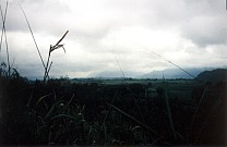 Blick &uuml;ber Zuckerrohrfelder in die wolkenverhangenen Berge
