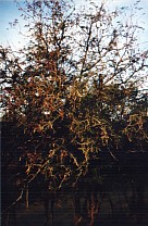 Tamarinde morgens in Puerto Angel