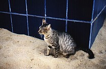 Minina, Katze des Hotels