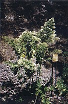 Sierra Madre del Sur Haltepunkt 2 - Pflanze 1
