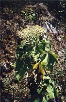 Sierra Madre del Sur Haltepunkt 3 - Pflanze 2