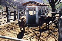 Rinder beim Schiefer