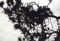 Arceuthobium oraginatum 1