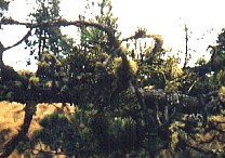 Arcuthobium oraginatum 2