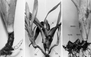 Neoregelia spec.