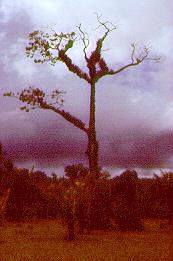 Baum Ceiba pentandra 1