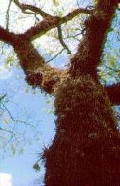Baum Ceiba pentandra 2