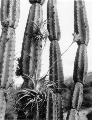 Tillandsia cacticola