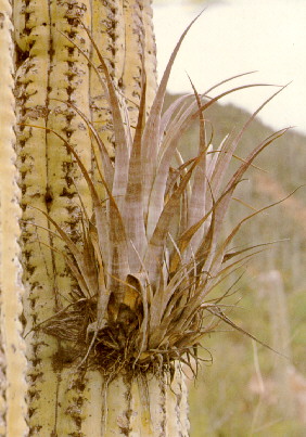 Tillandsia makoyana