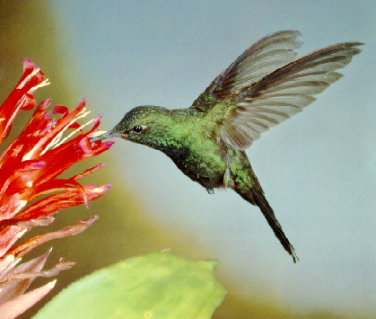 Chlorostilbon swainsonii