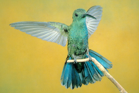 Anthracothorax virirdis - Green Mango