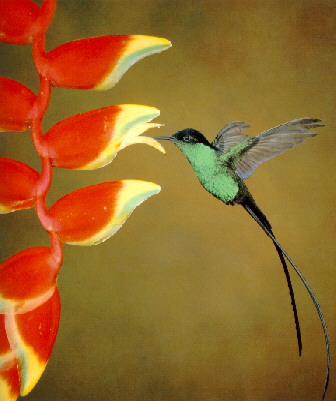 Trochilus scitulus M&auml;nnchen