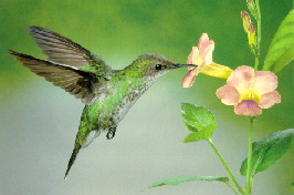 Trochilus scitulus Weibchen