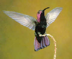 Anthracothorax mango