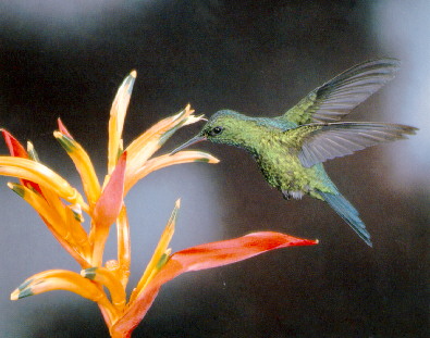 Chlorostilbon maugaeus