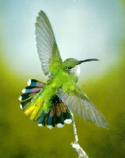 Anthracothorax dominicus