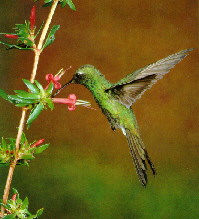 Chlorostilbon ricordii