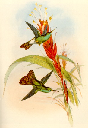 Hypuroptila urochrysia