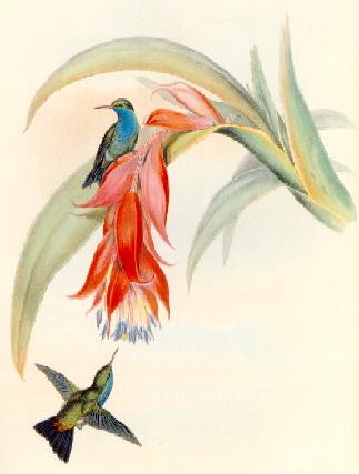 Eucephala hypocyanea