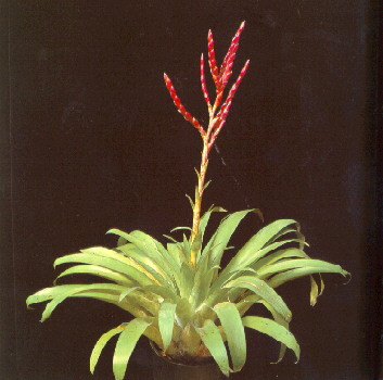 Tillandsia lucia