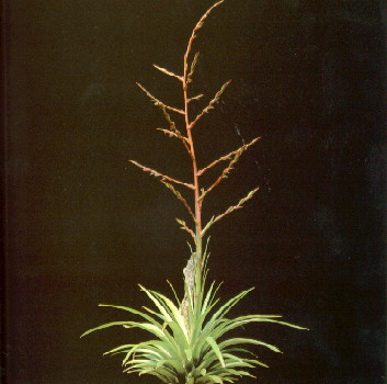 T. secunda