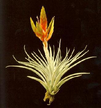 T. fasciculata