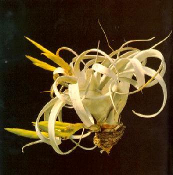T. xerographica