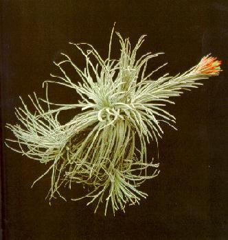 T. plumosa